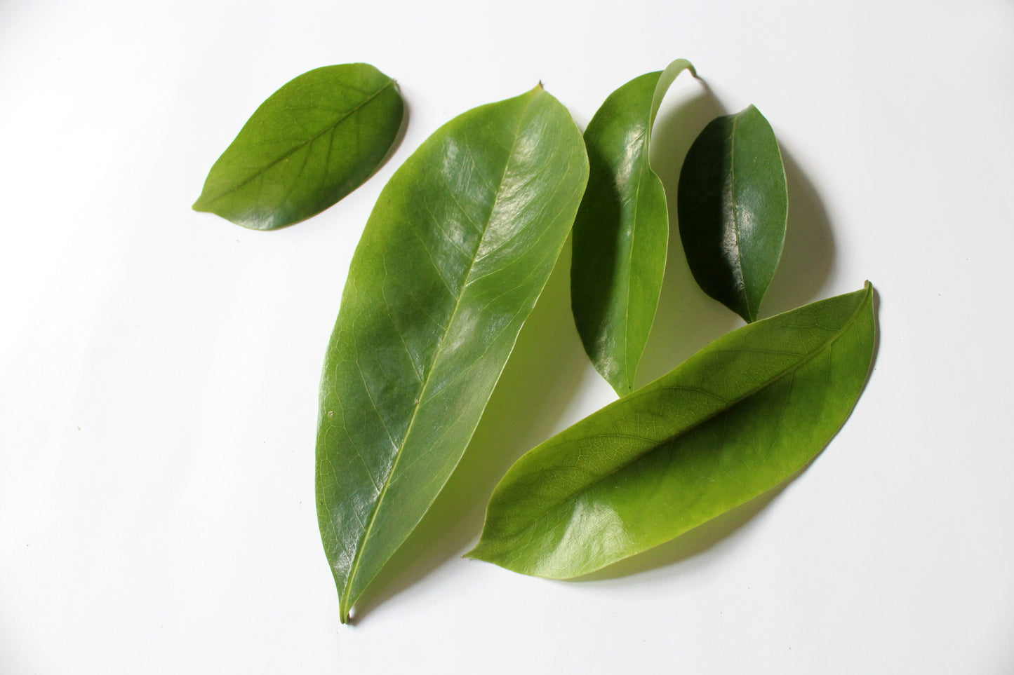 Soursop Tea Leaves - St Lucian (Bulk)