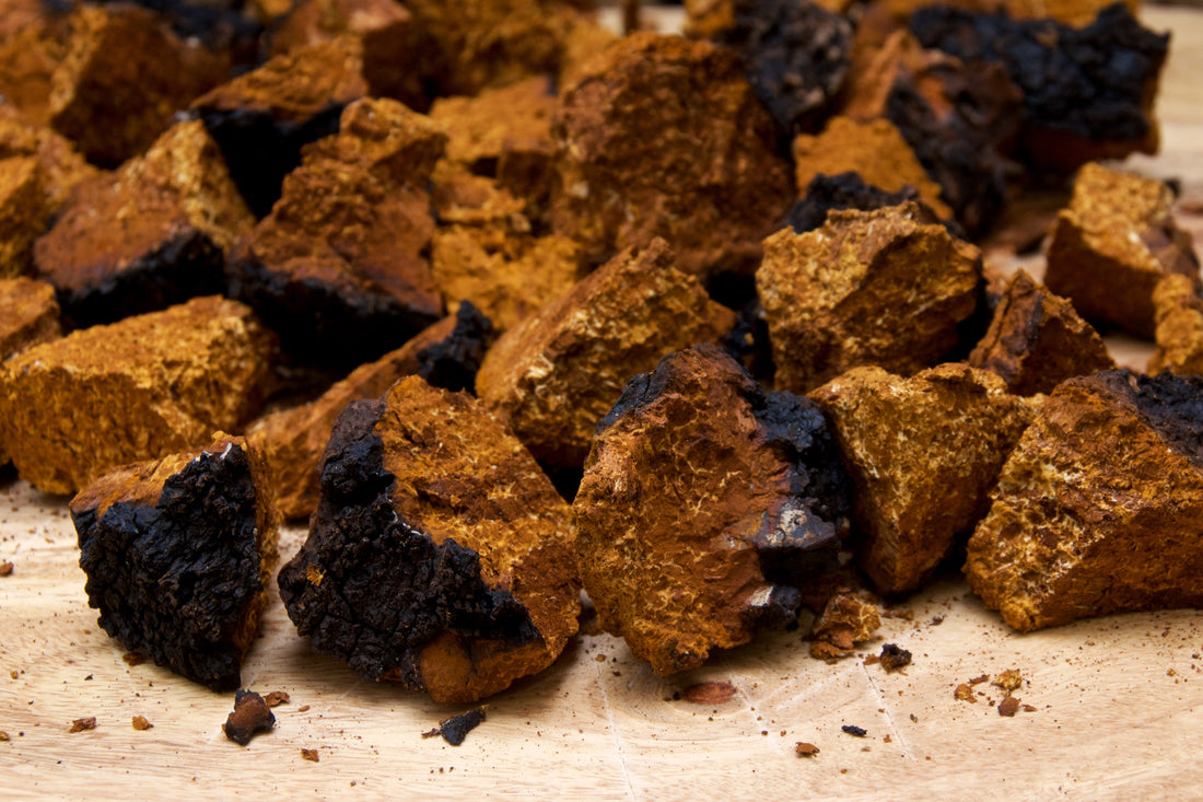 The Fascinating World of Chaga Mushrooms