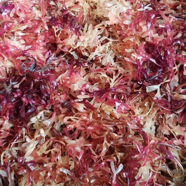 Chondrus Crispus - Irish Seamoss (Bulk)
