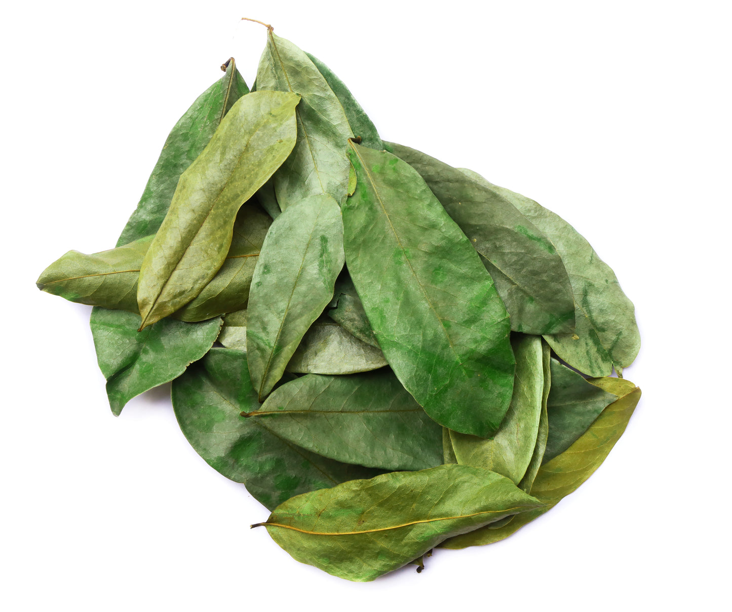 Soursop Tea Leaves - St Lucian (Bulk)