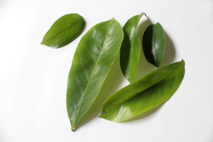 Soursop Tea Leaves - St Lucian (Bulk)