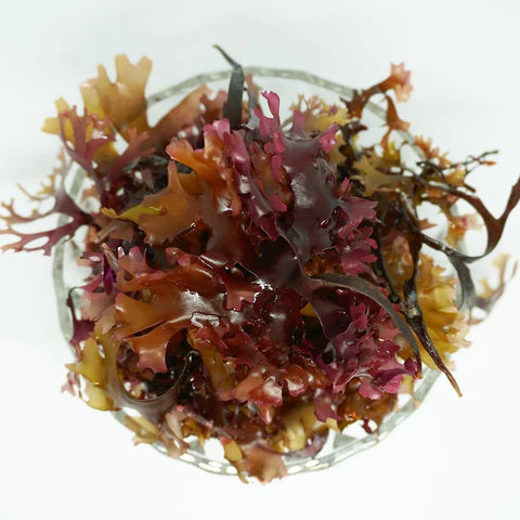 Chondrus Crispus - Irish Seamoss (Bulk)